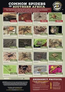 South Africa Spider Chart
