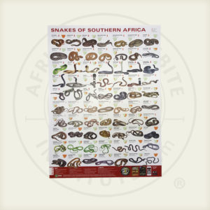 Snake Identification Chart