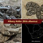 ASI Newsletter – The Dwarf Adders of Southern Africa