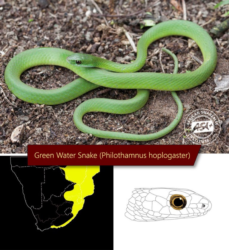 Identifying The Green Snakes Of Southern Africa African Snakebite Institute