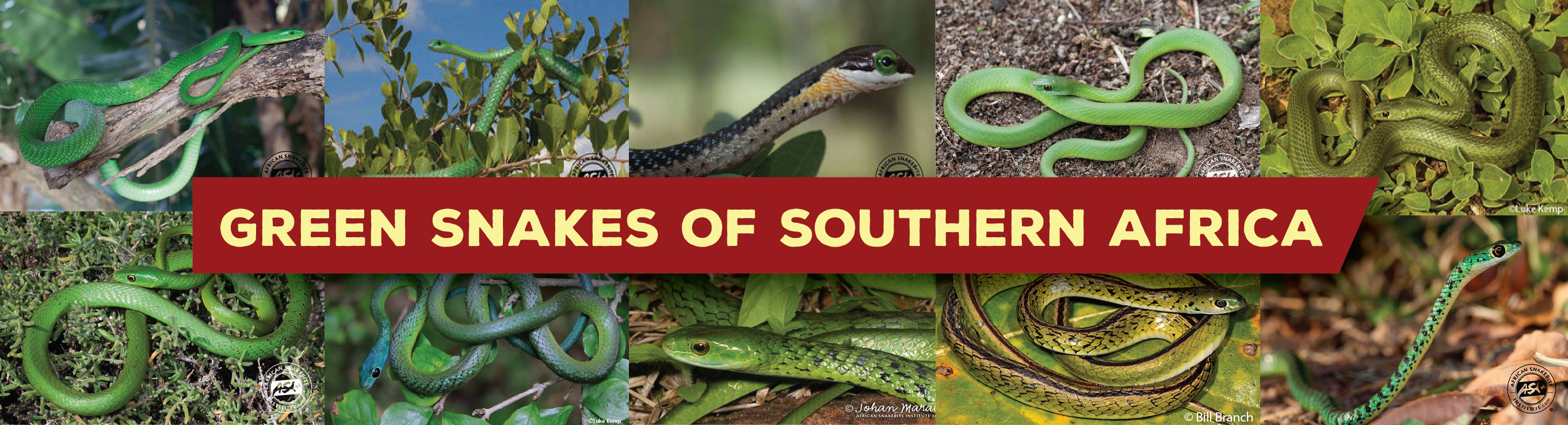 Identifying The Green Snakes Of Southern Africa African Snakebite Institute