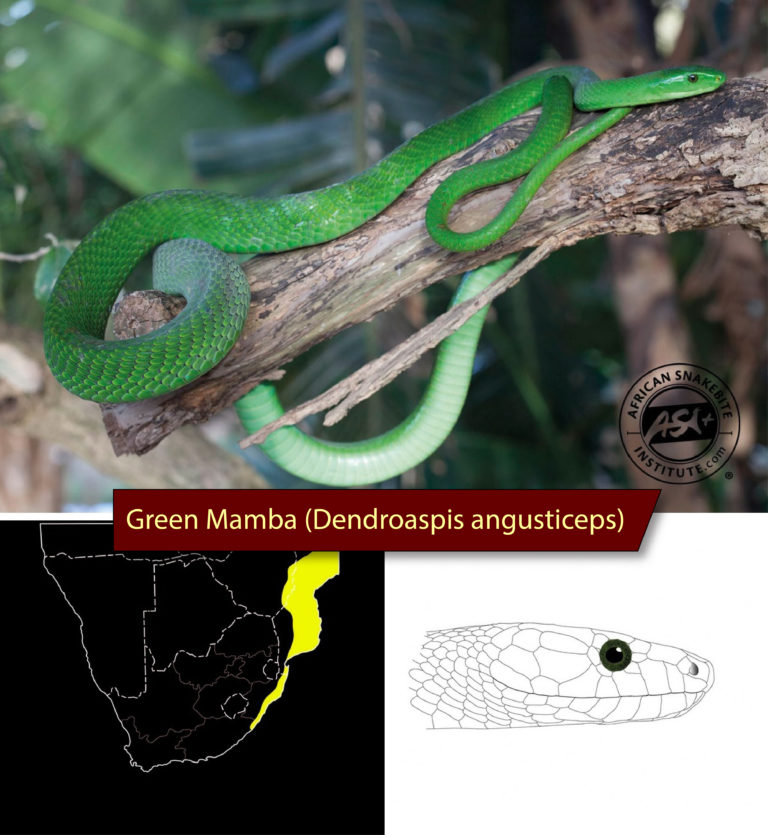 Snake Identification Chart South Africa