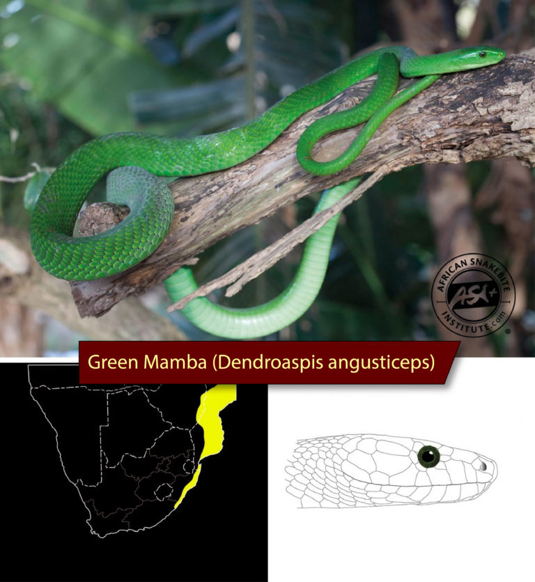 Identifying The Green Snakes Of Southern Africa African