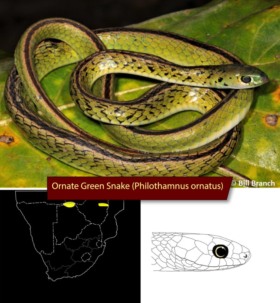 Identifying the Green Snakes of Southern Africa - African Snakebite ...