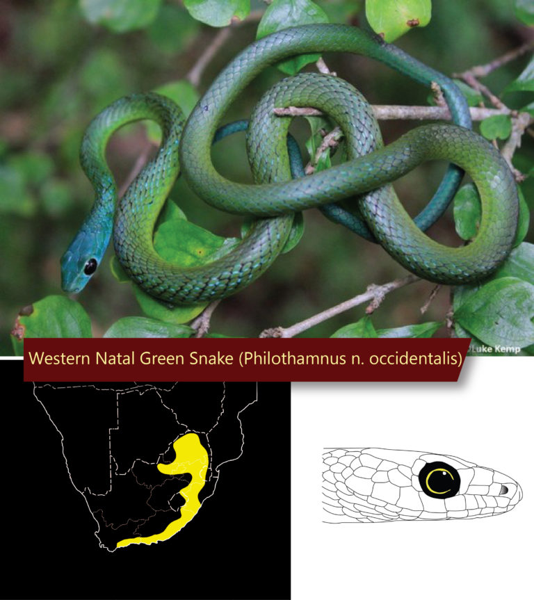 Identifying The Green Snakes Of Southern Africa African