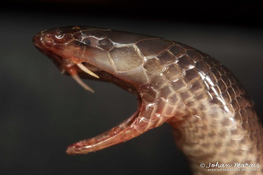 milk snake teeth