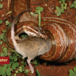 ASI Newsletter – Snakes and Feeding