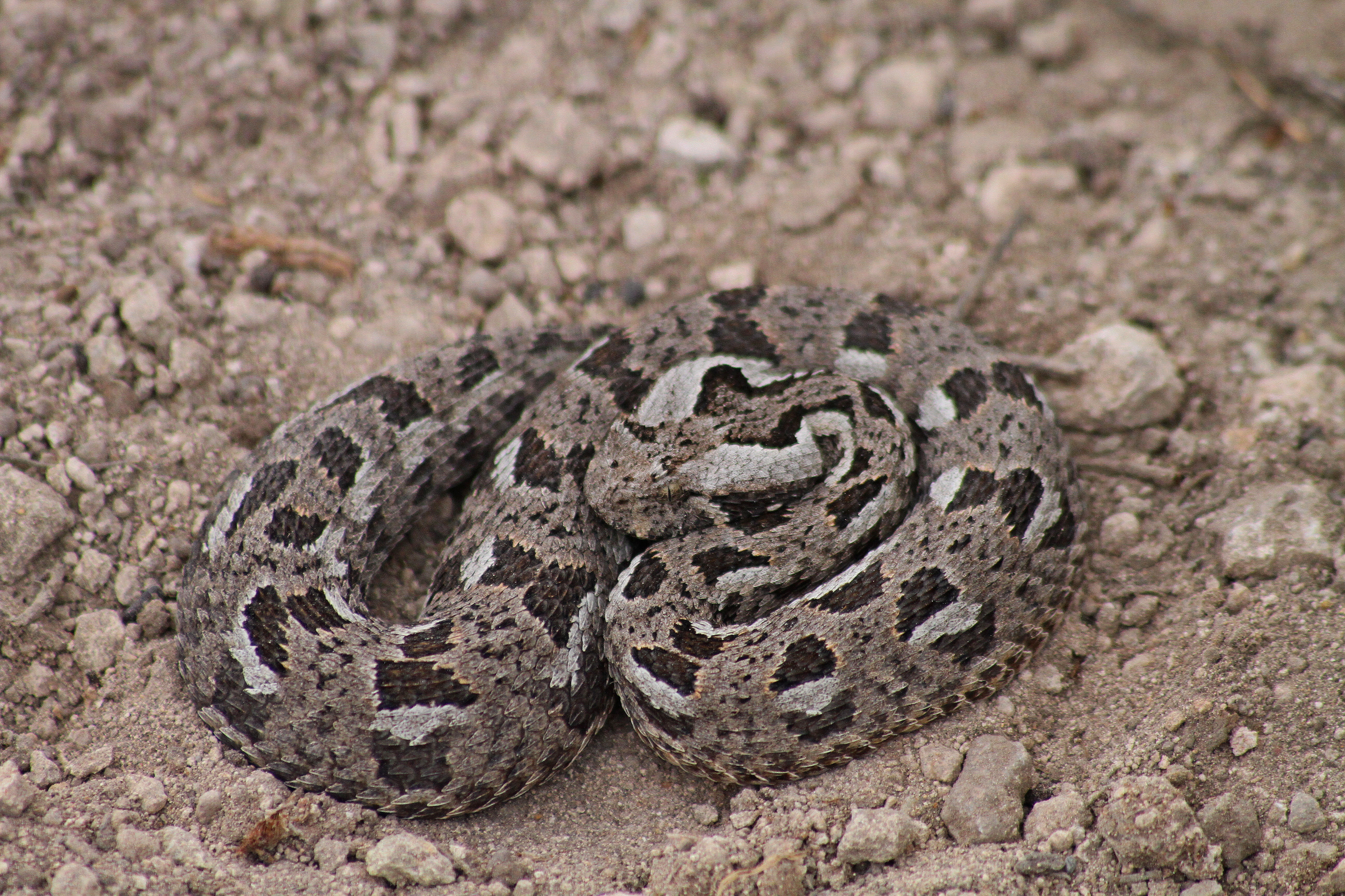 Albany adder african snakebite institute