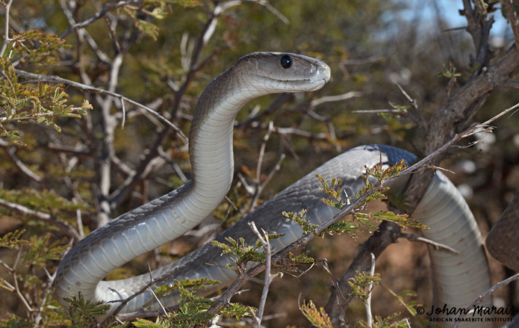 WATCH: This man catching Black Mamba, one of the most deadliest