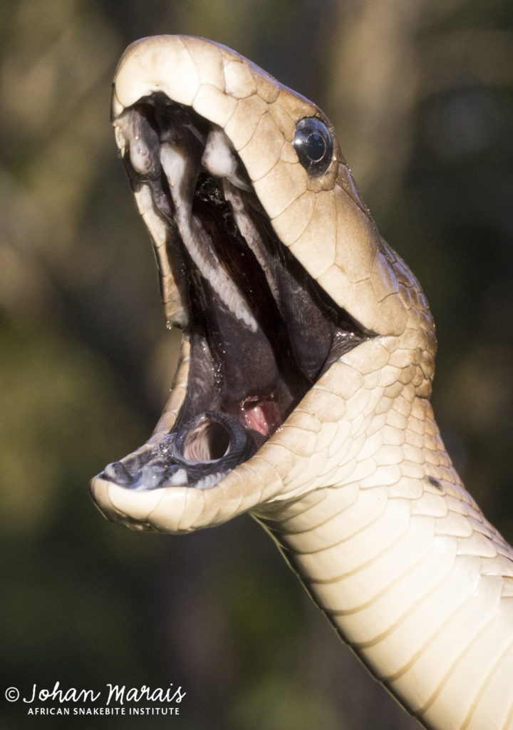 True facts about the Black Mamba - African Snakebite Institute