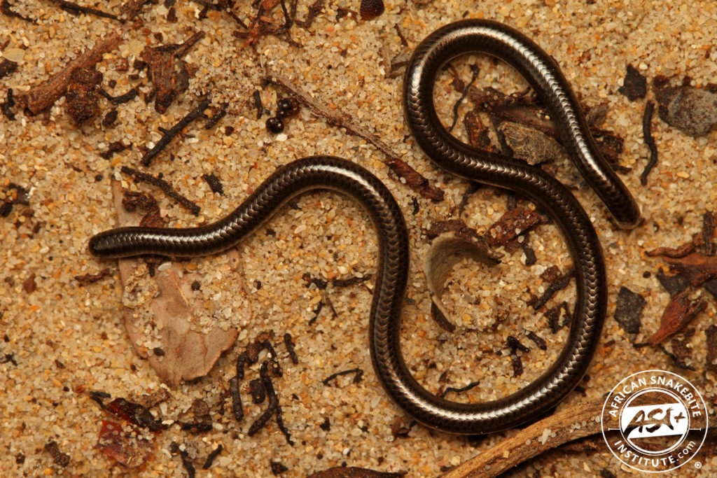 Black Thread Snake - African Snakebite Institute