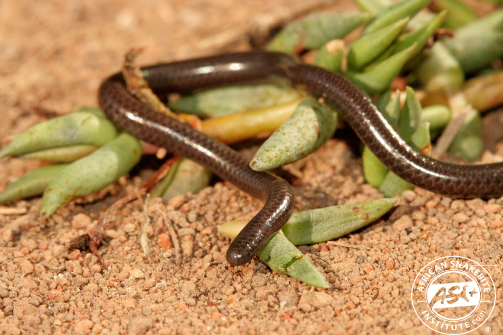 Black Thread Snake - African Snakebite Institute