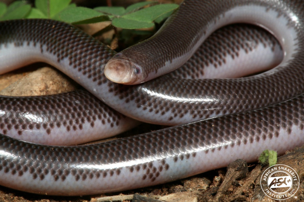 Delalande's Beaked Blind Snake African Snakebite Institute