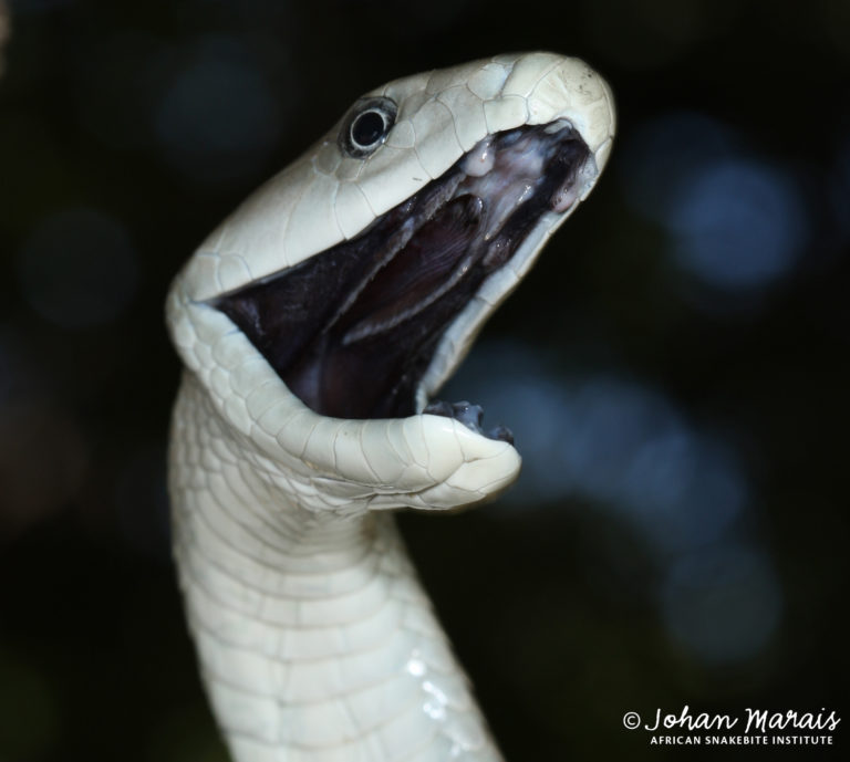 True Facts About The Black Mamba African Snakebite Institute 89f