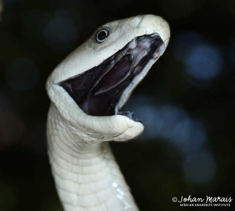 WATCH: This man catching Black Mamba, one of the most deadliest