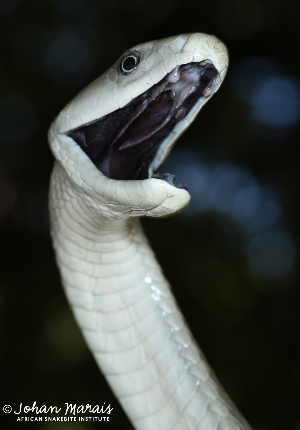 True facts about the Black Mamba - African Snakebite Institute