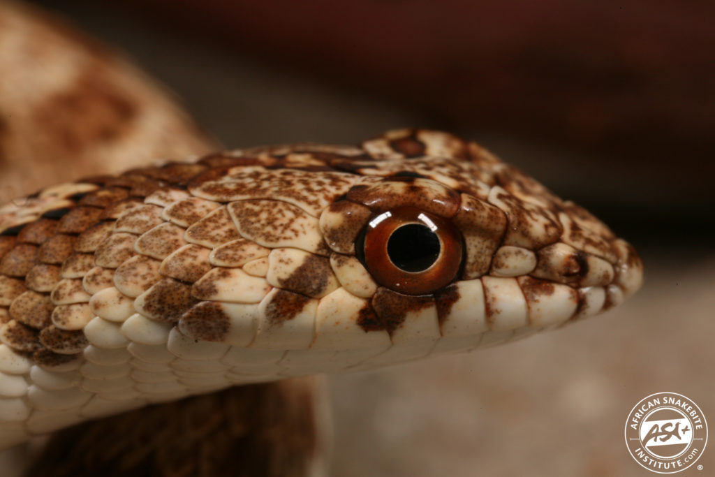 Dwarf Beaked Snake - African Snakebite Institute