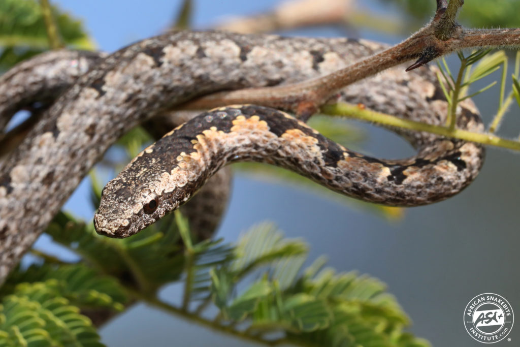 Eastern Bark Snake African Snakebite Institute