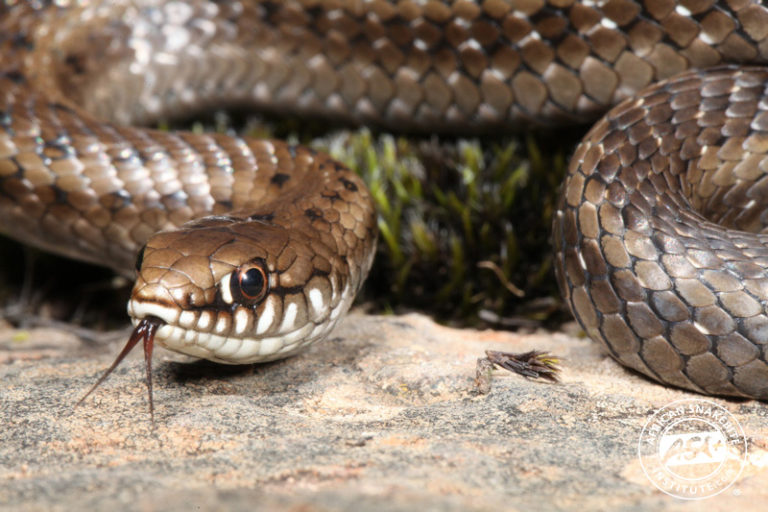 Manyspotted Reed Snake African Snakebite Institute