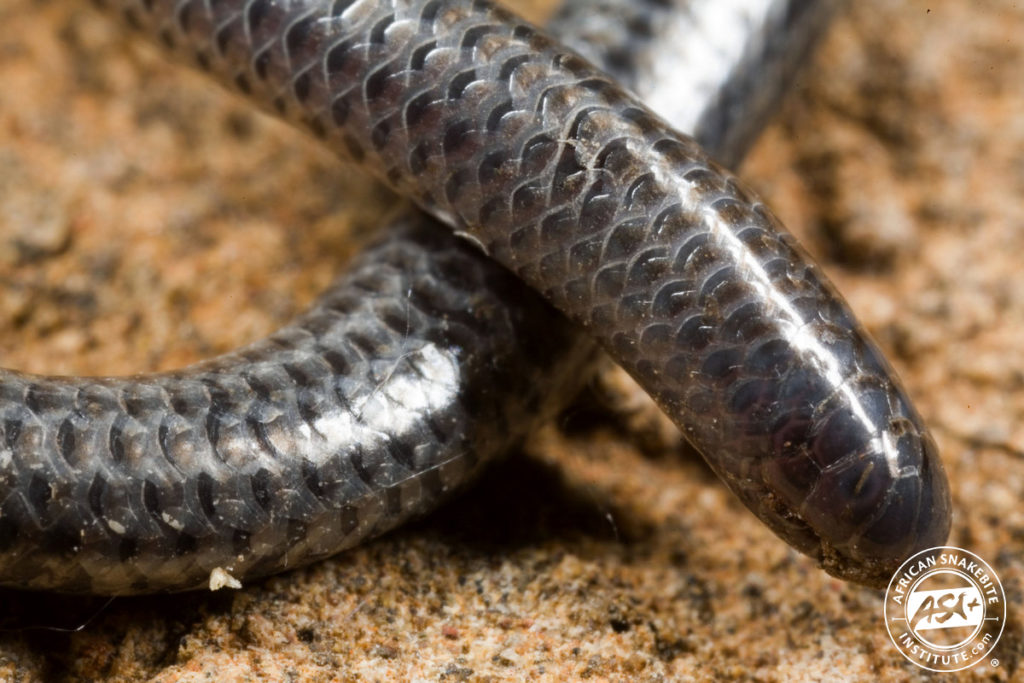 Peters' Thread Snake African Snakebite Institute