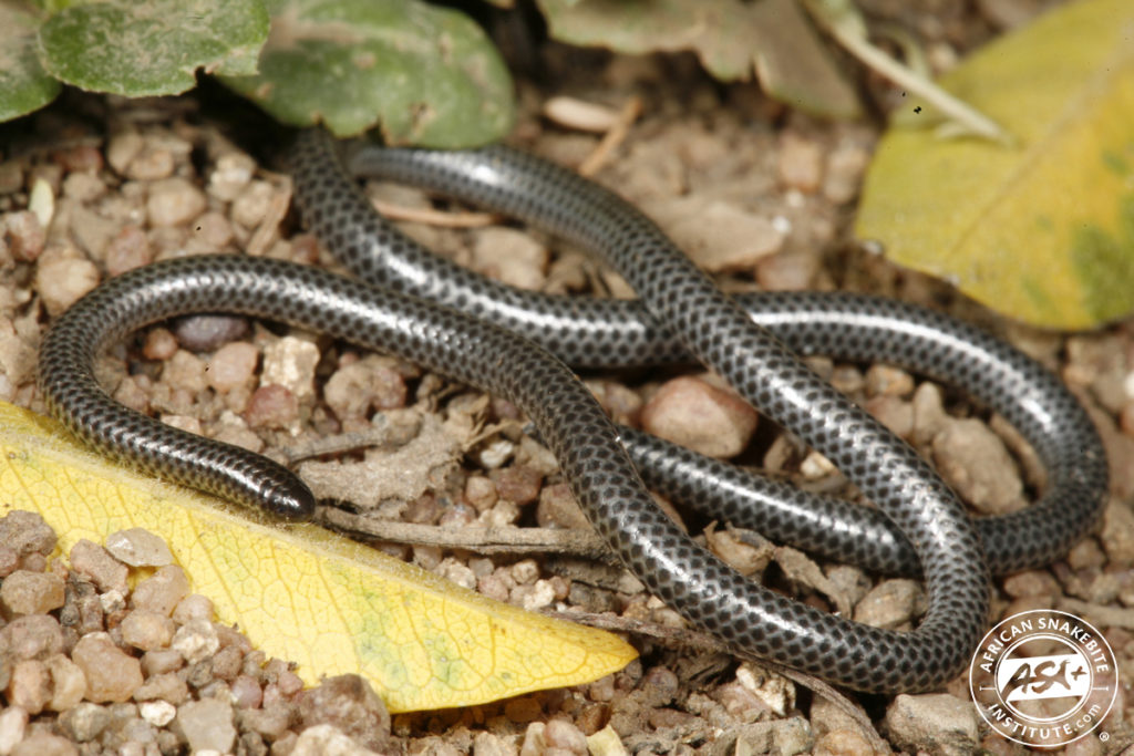 Peters' Thread Snake African Snakebite Institute