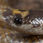 ASI Newsletter – Snakes underground