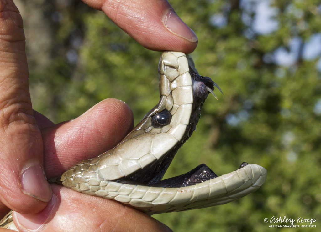 True facts about the Black Mamba African Snakebite Institute