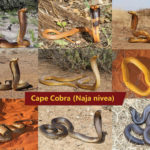 ASI Newsletter – Colour Variation in Snakes
