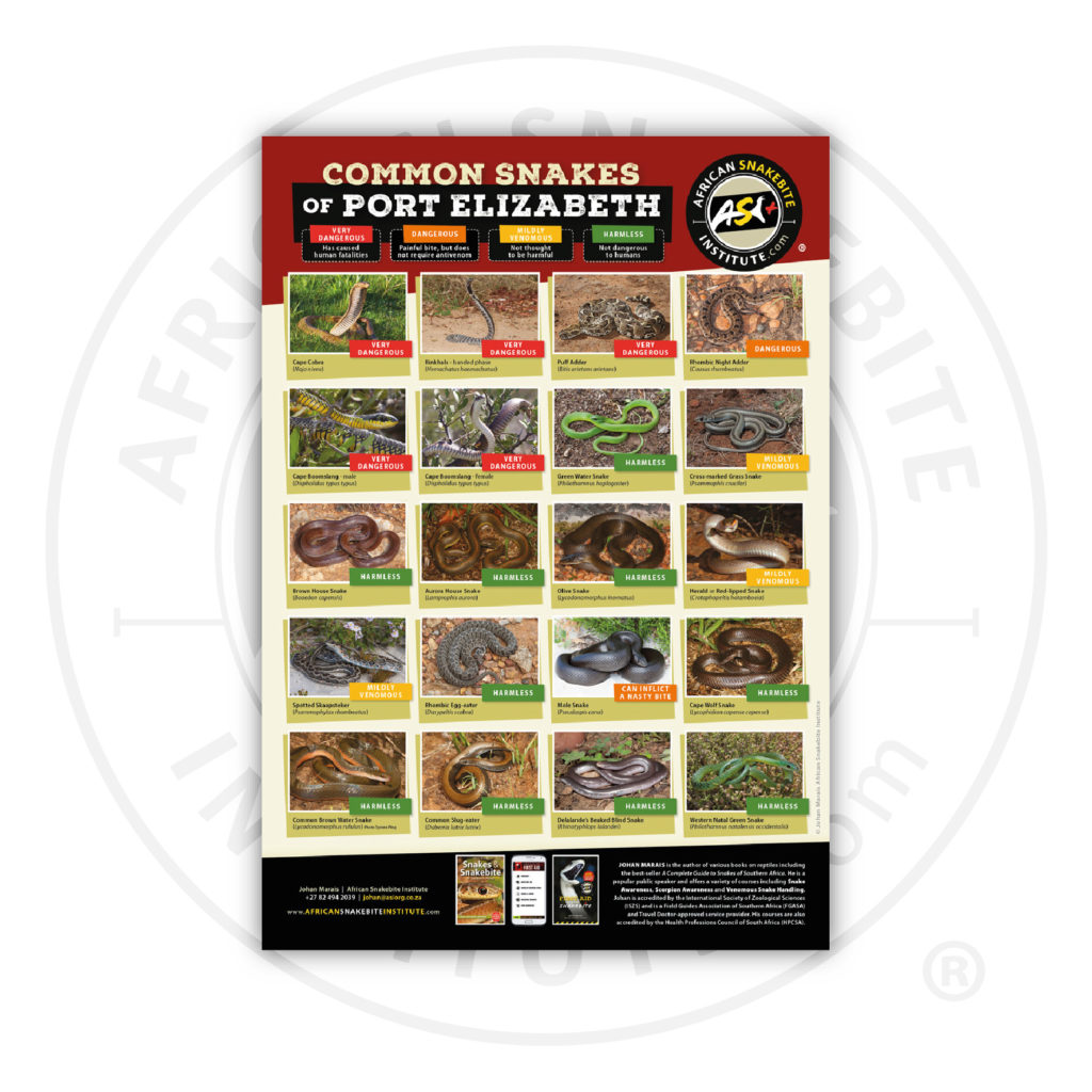 ASI Common Snakes of Port Elizabeth Poster (Printed) - African ...