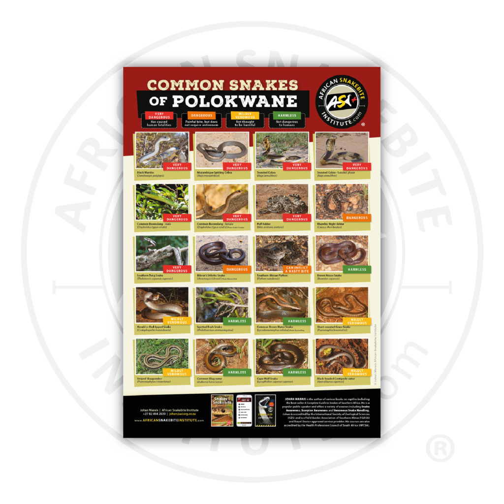ASI Common Snakes of Polokwane Poster (Printed) African Snakebite Institute