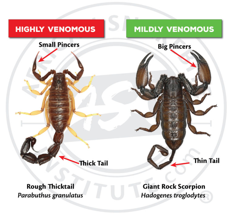 Scorpion Size Chart