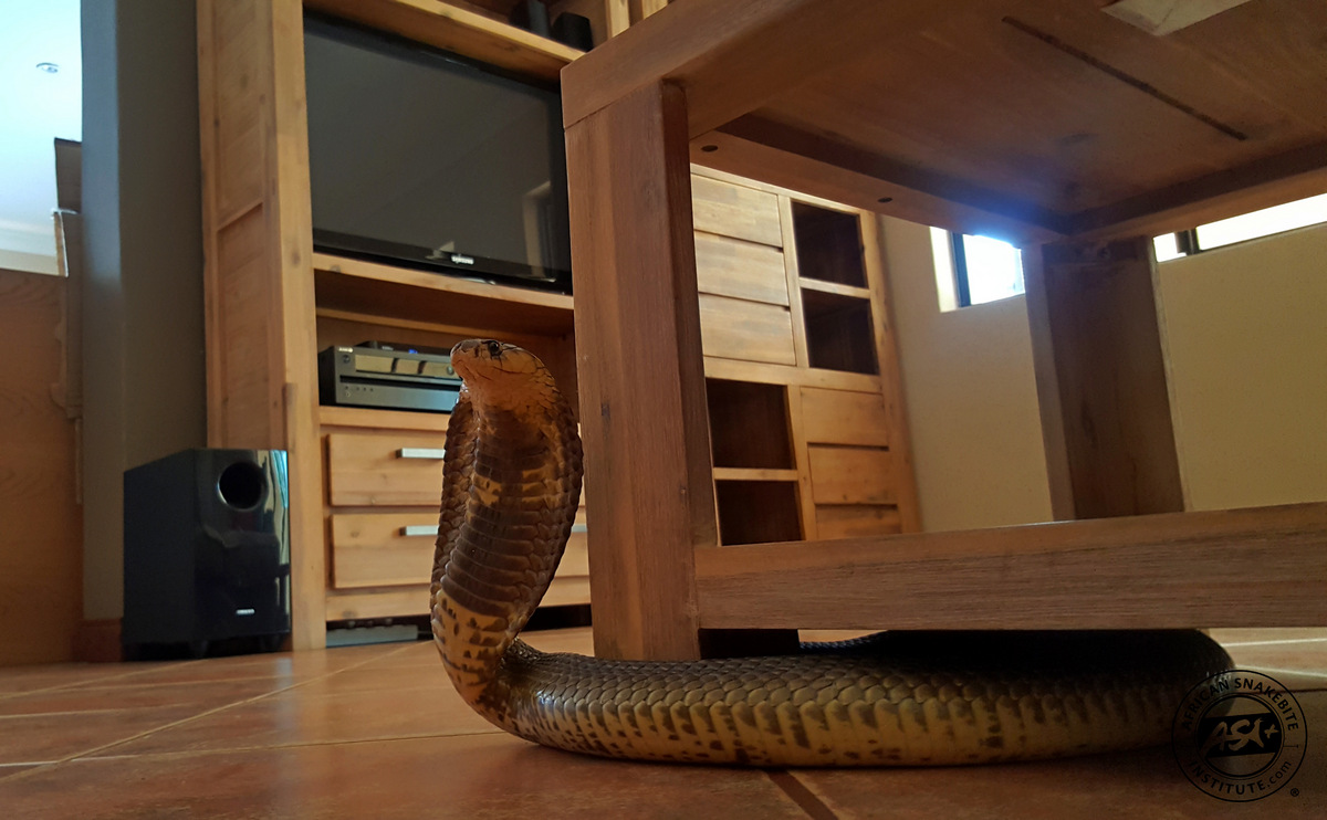 How much do snake catchers charge to remove snakes? African Snakebite