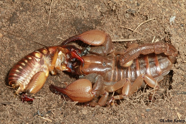 smallest scorpion in the world