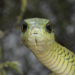 ASI Newsletter – Snakes and Sight