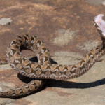 ASI Newsletter – Berg Adders and Bites