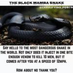 “The Black Mamba Snake”