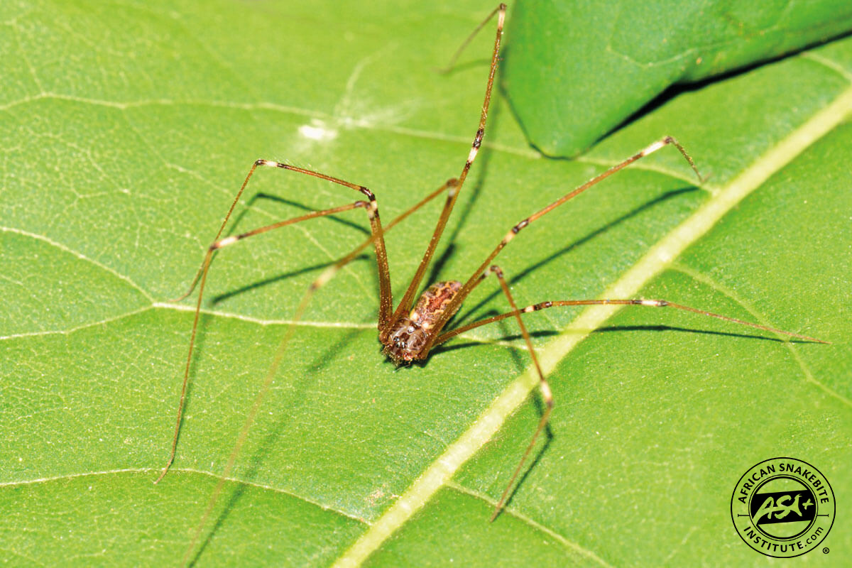 Daddy Long-Legs Spider - African Snakebite Institute