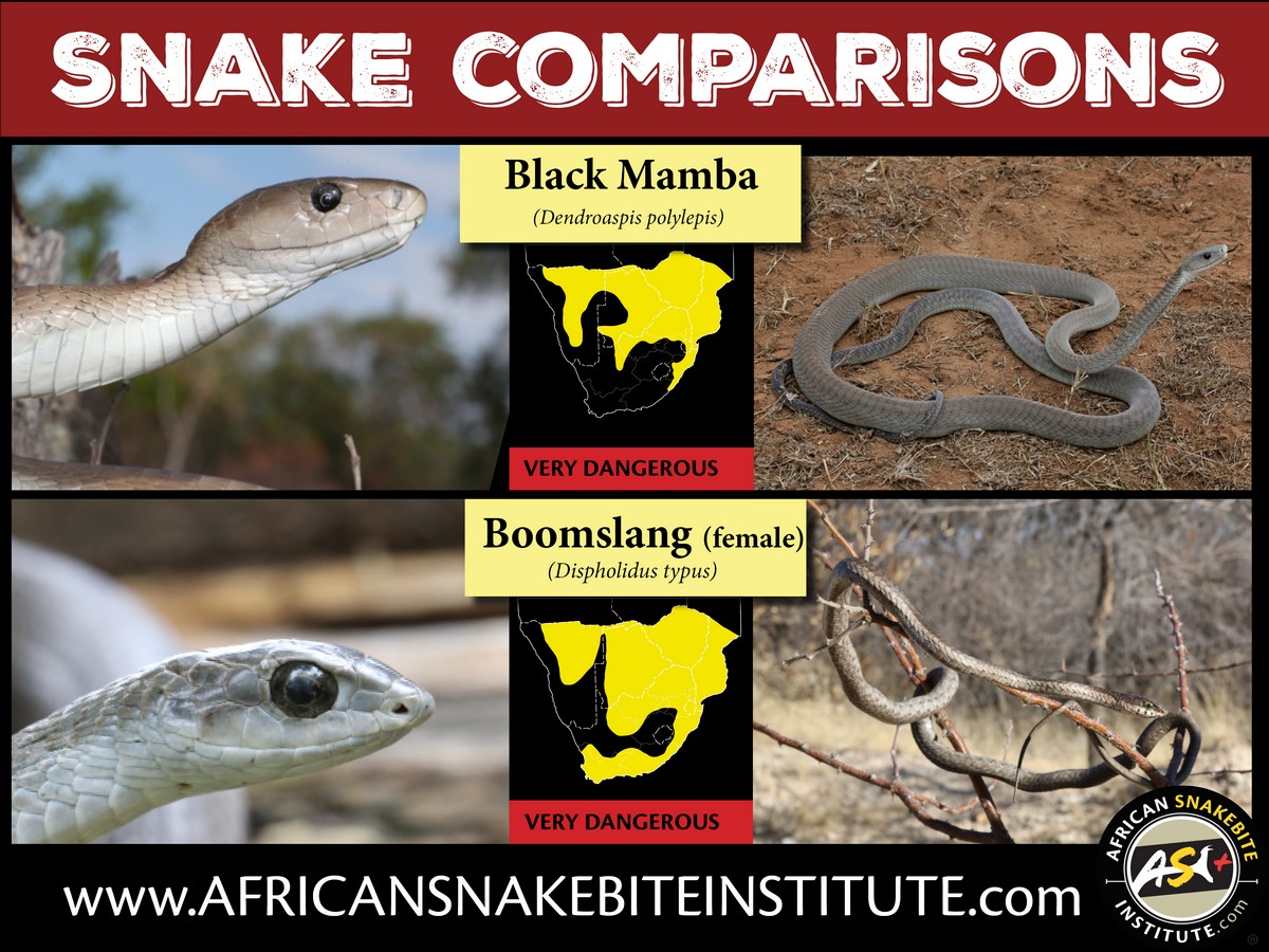 Black Mamba Vs King Cobra Fight
