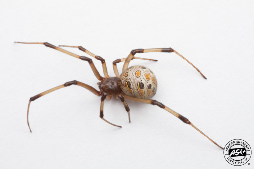 Brown Button Spider African Snakebite Institute