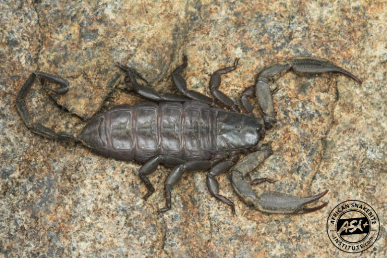 Southern Rock Scorpion African Snakebite Institute