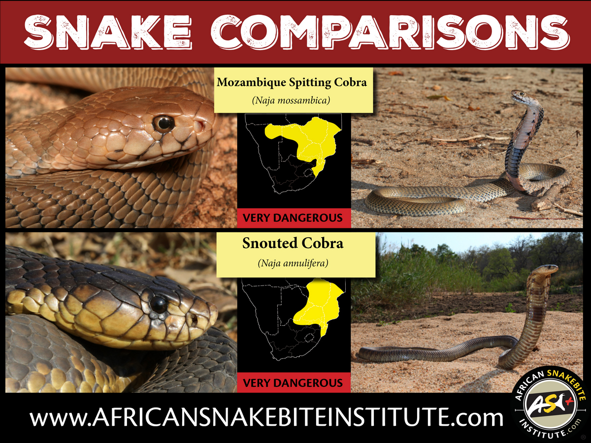 Spitting Cobra Vs King Cobra: Which Is Better For You In 2023?