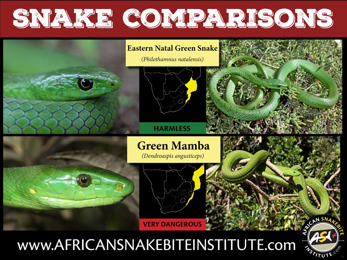 Snake Comparison Eastern Natal Green Snake Vs Green Mamba African Snakebite Institute