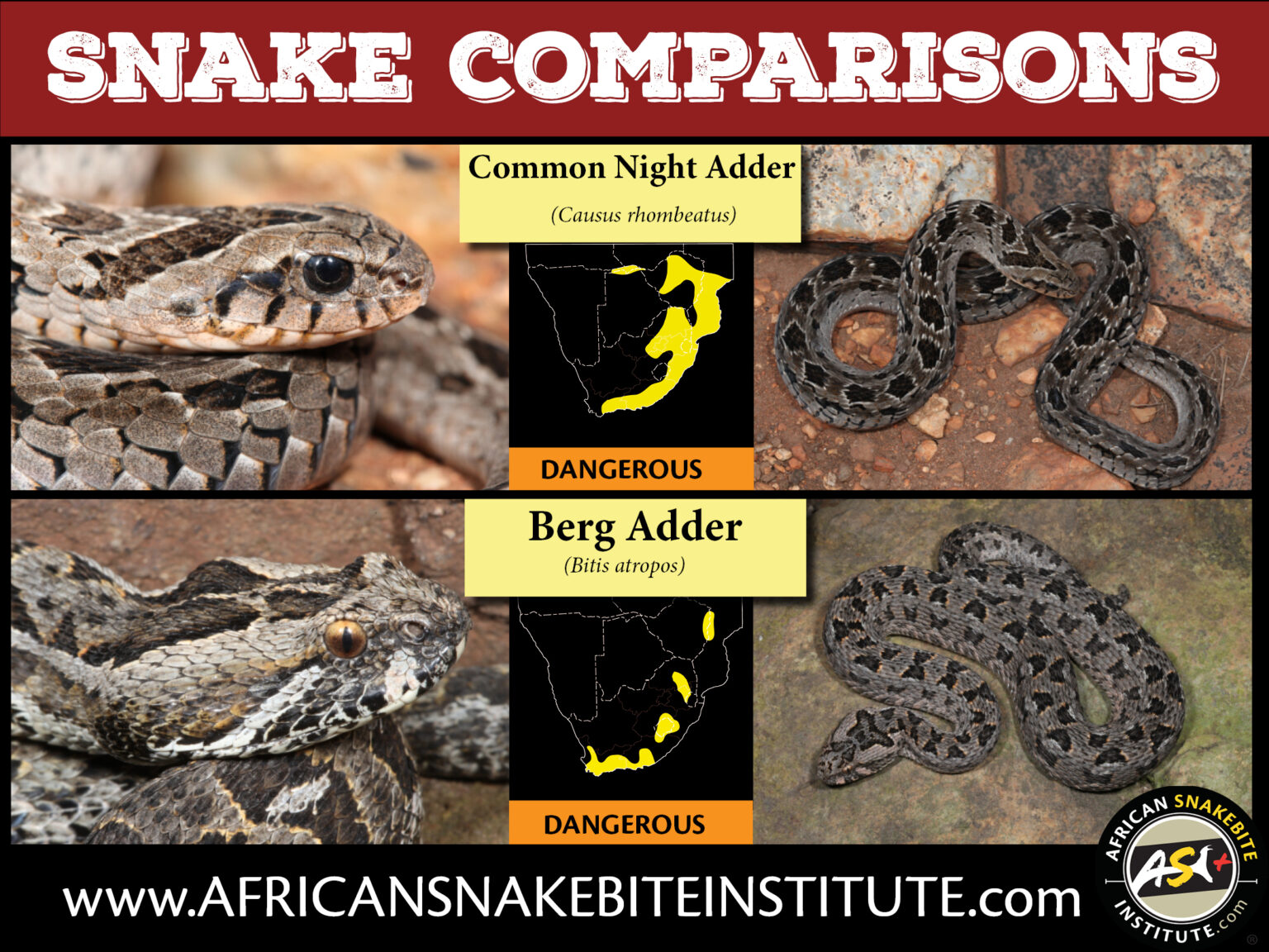 Snake Comparison Common Night Adder vs Berg Adder African Snakebite