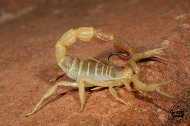 Cape Thicktail Scorpion African Snakebite Institute