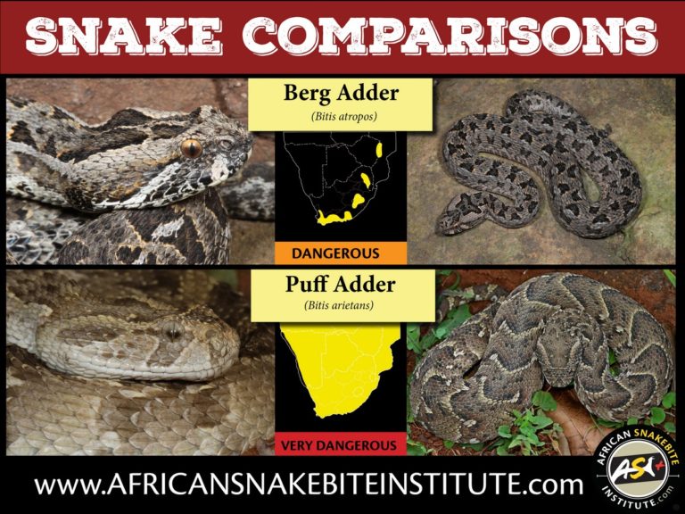Snake Comparison Berg Adder vs Puff Adder African Snakebite Institute