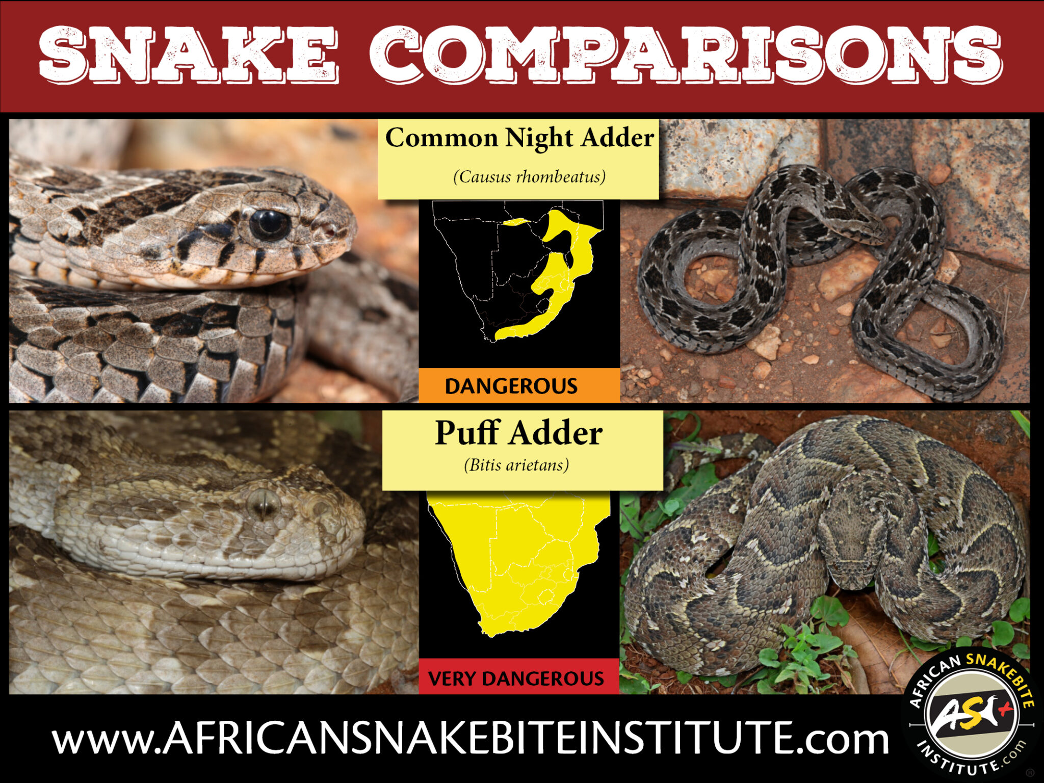 Snake Comparison Common Night Adder vs Puff Adder African Snakebite