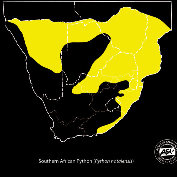 Southern African Python - African Snakebite Institute
