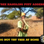 Free Handling Puff Adders