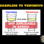 “Harmless vs Venomous”