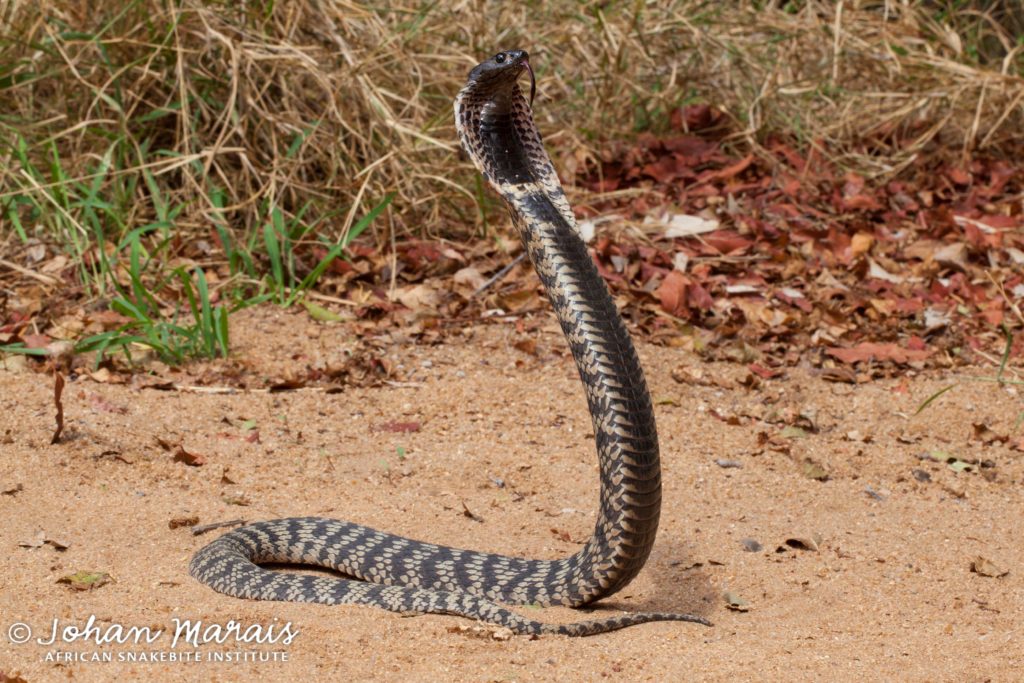 More info on the Rinkhals African Snakebite Institute
